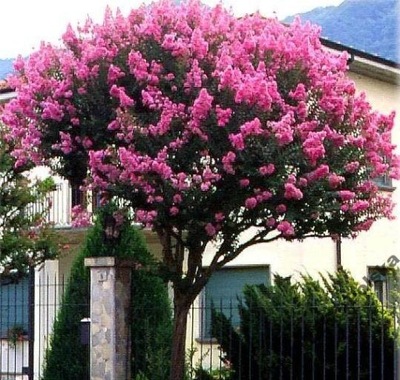 Najd U Ej Kwitn Cy Krzew Wiata Lagerstroemia Oficjalne