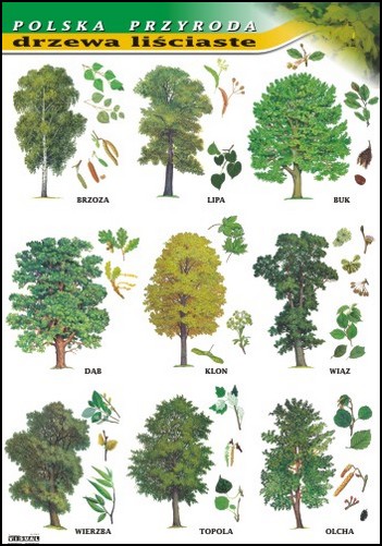 Drzewa liściaste plansza dydaktyczna BOTANIKA - Allegro.pl - Cena: 36 zł -  Stan: nowy - Tychy