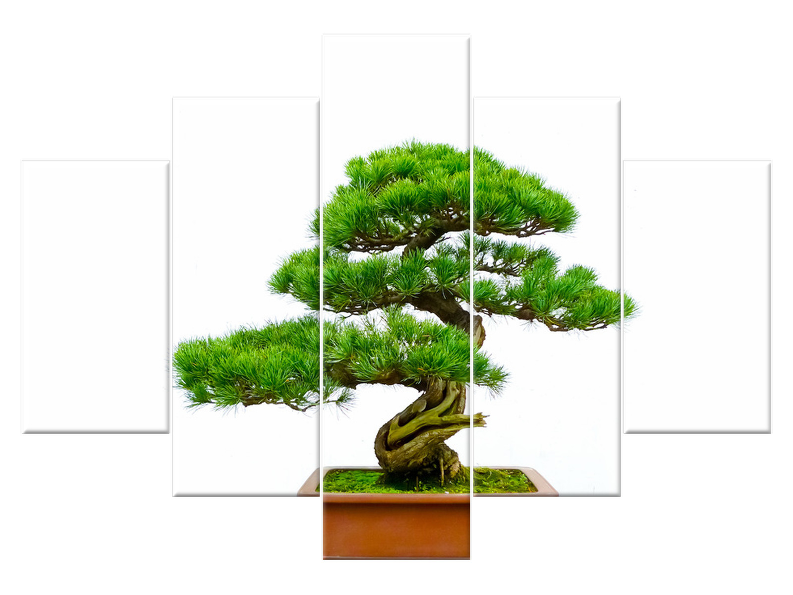 

Obraz na płótnie Bonsai 150x105 Bonsai 1206A_5H