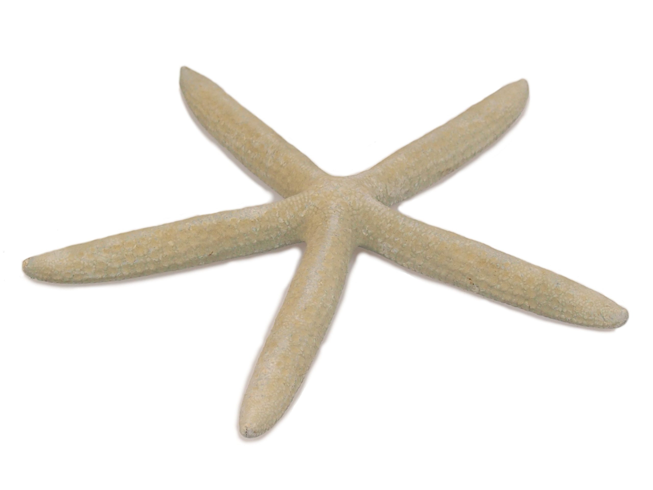 Starfish. Prírodná hviezda. Aughell 16 - 20 cm