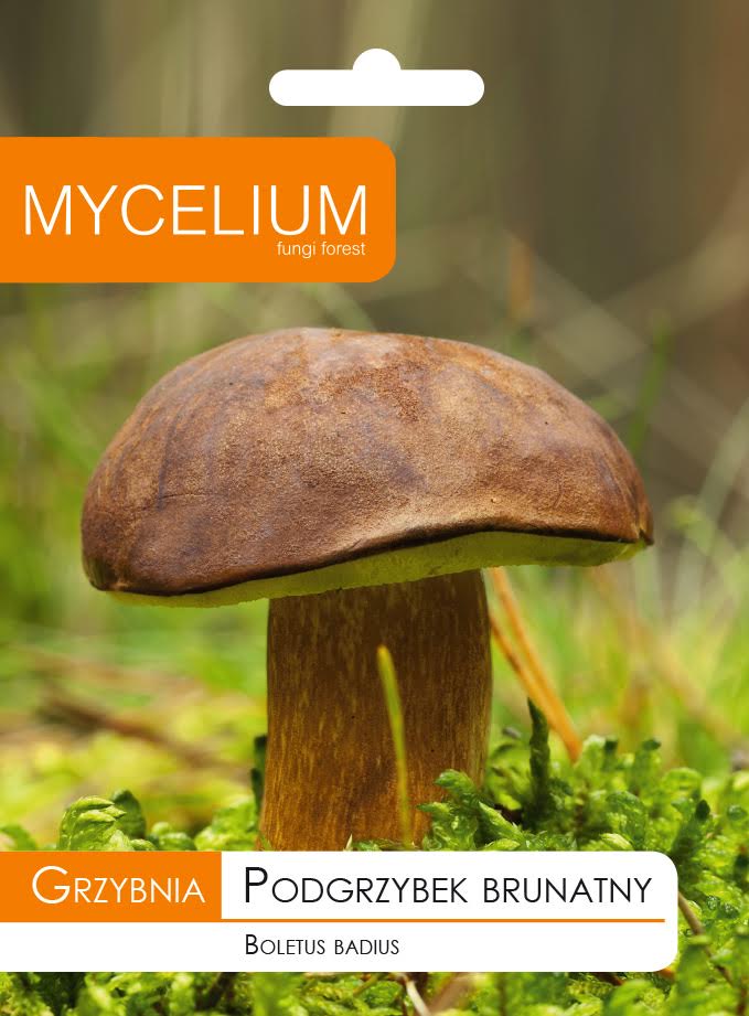 

Grzybnia Podgrzybek Brunatny Grzyby w Ogrodzie