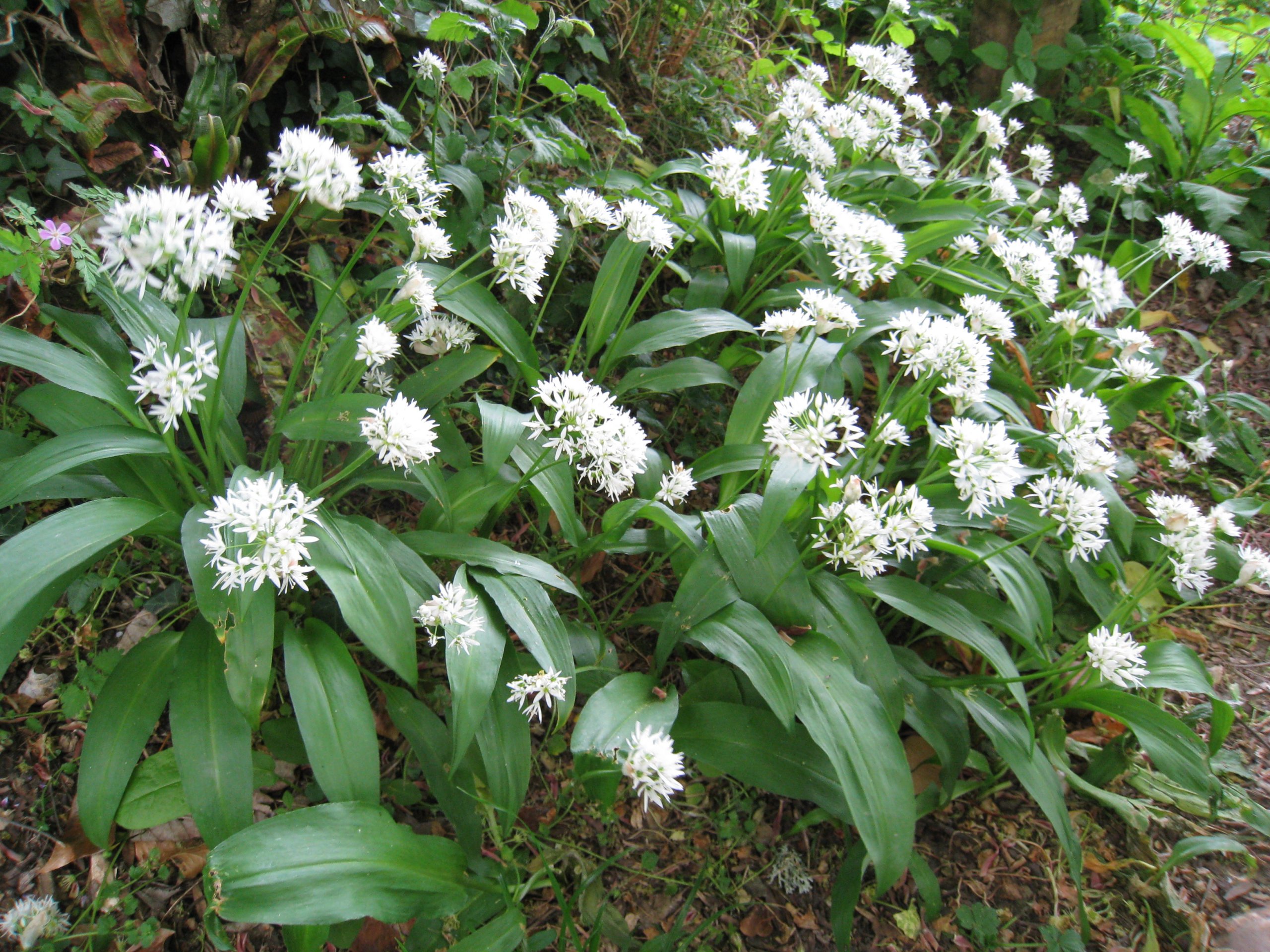 Allium ursinum черемша