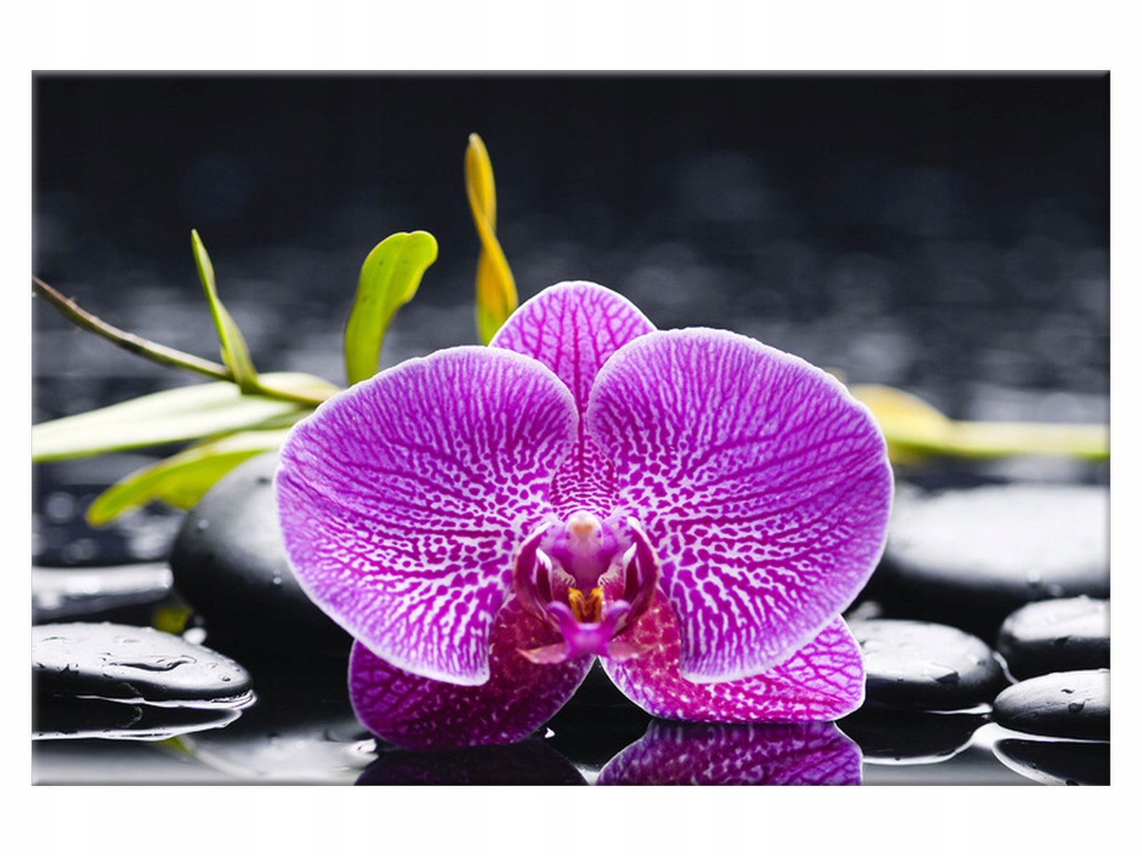 

Fotoobraz Orchidea 60x40 Kwiaty 1159A_1E ścianę