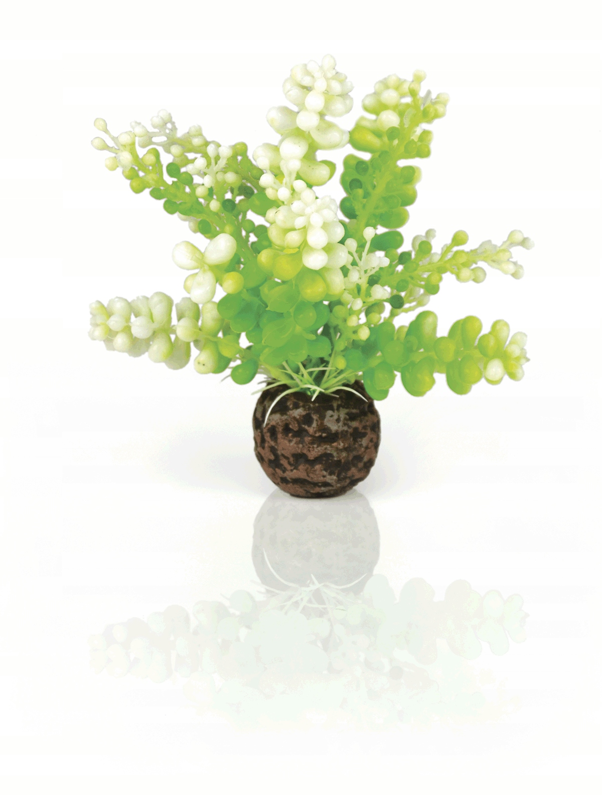 

Biorb Oase Glon Morski Caulerpa Zielony 13 CM