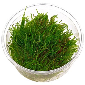MECH Creeping moss porcja