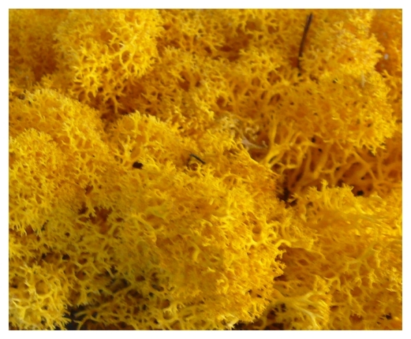 Mech CHROBOTEK RENIFEROWY 50g Yellow Rodzaj zielone ściany