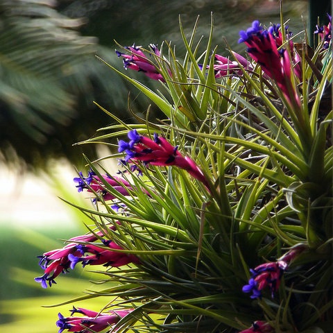 Tillandsia aeranthos - light purple