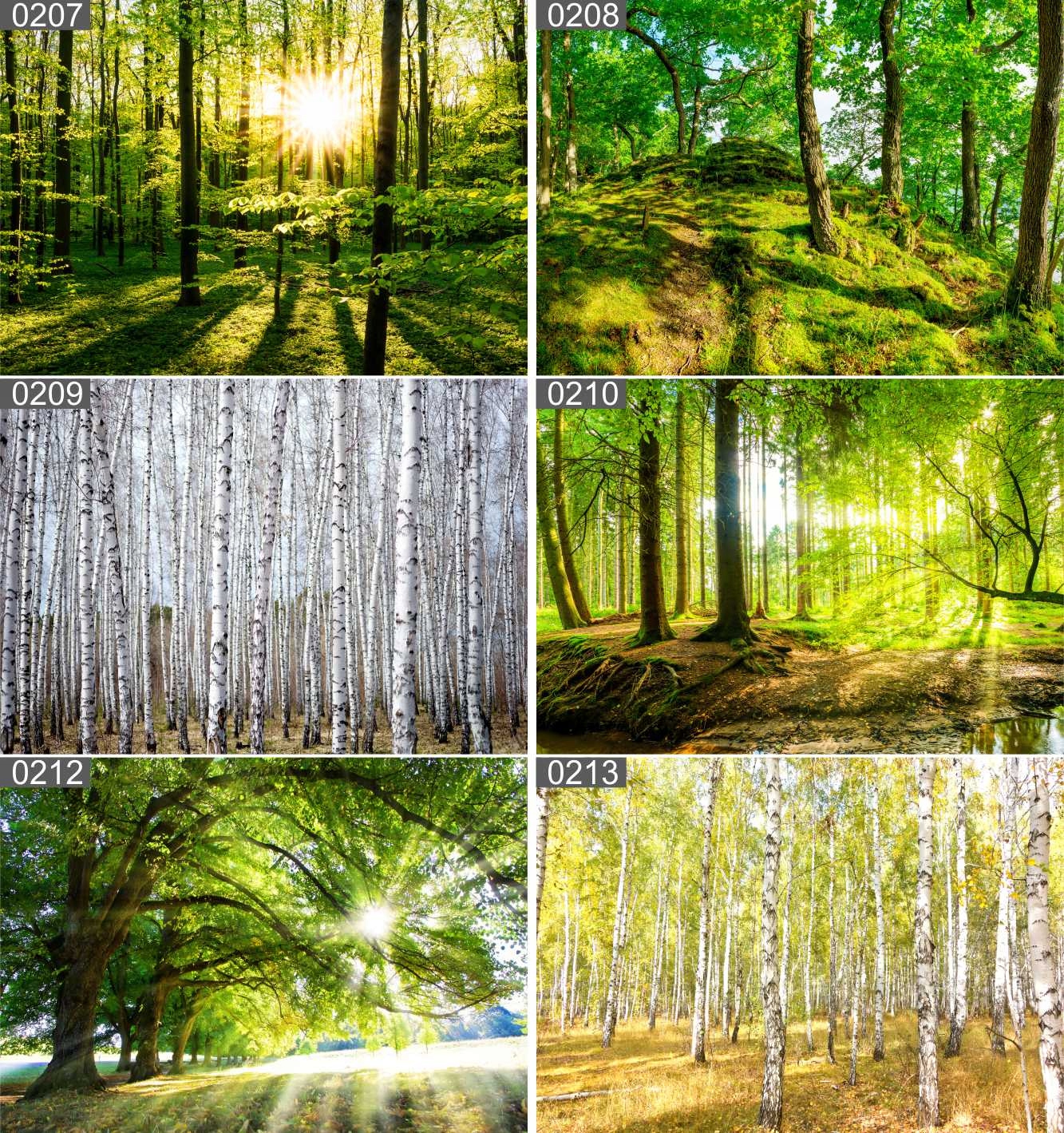 PLAKAT POSTER LAS NATURA MGŁA 90x60 MAX WYBÓR Tematyka pejzaże rośliny