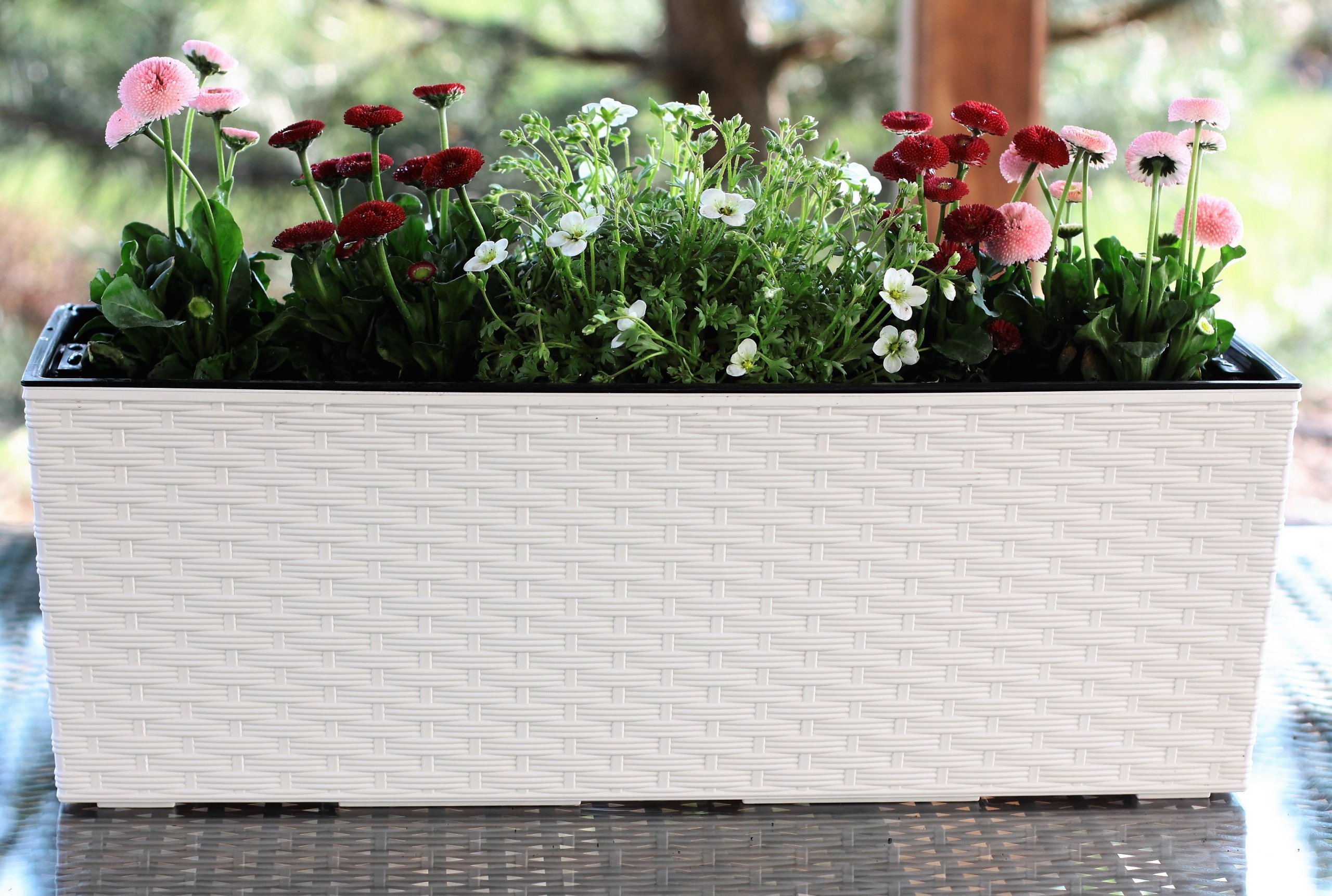 SKRZYNKA BEGONIA RATTAN 19x56 h29,5 WKŁAD MOKKA Marka Lamela