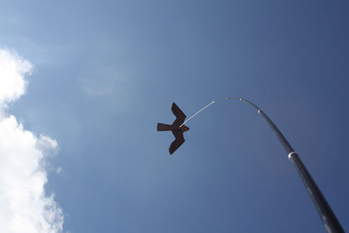 Odstraszacz Ptaków Duży Latawiec Jastrząb CH2 Kod producenta CH2