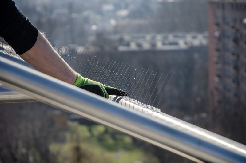 NAJSZERSZE GĘSTE KOLCE NA PTAKI GOŁĘBIE WRÓBLE Rodzaj kolce