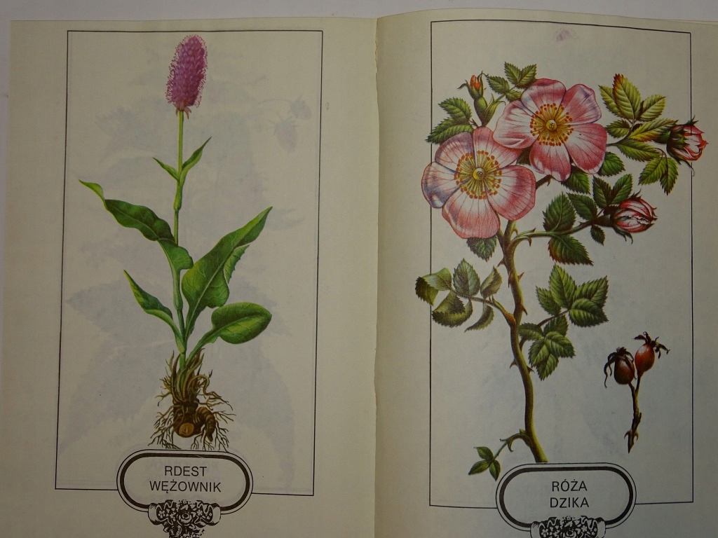 ROŚLINY LECZNICZE W OGRÓDKU MAMCZUR GŁADUN Autor Mamczur, Gładun