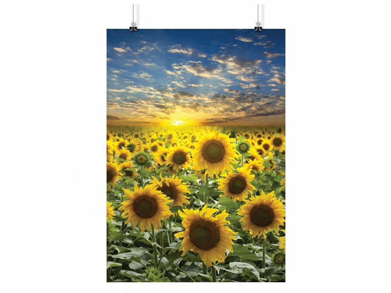 

Plakat Słonecznik Kwiat 50x70 CM 12 Wzorów Matowy
