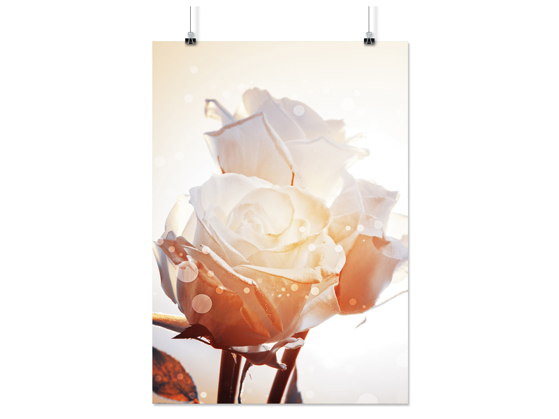 

Plakat Róże Róża Kwiat 50x70 CM 20 Wzorów Matowy