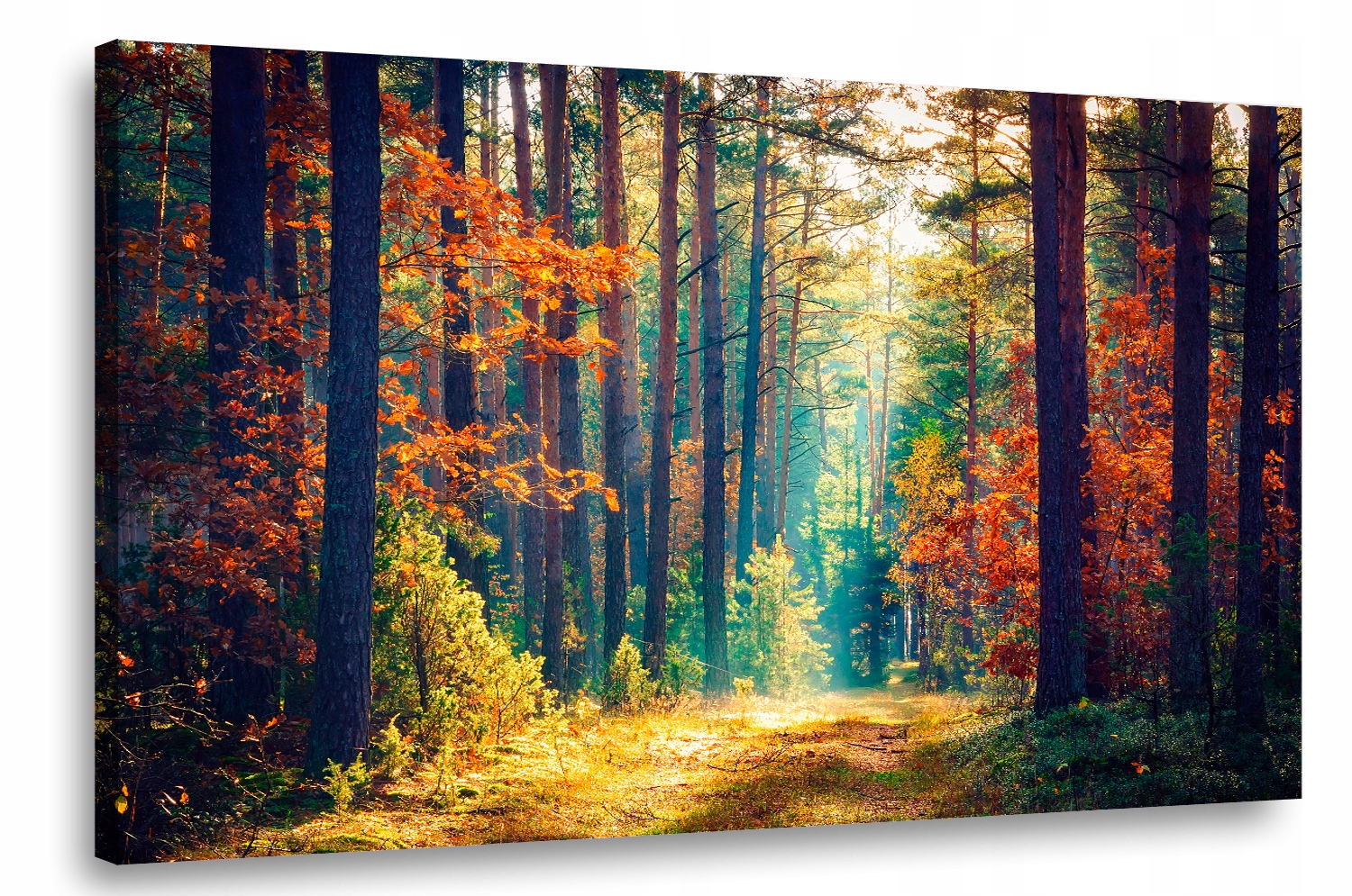 

Obraz na płótnie Las Drzewa 11A-90x60cm