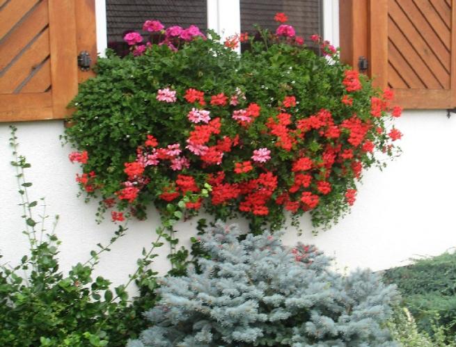 DONICZKA,SKRZYNKA BALKONOWA 60CM + UCHWYT DECOR Kolor czarny