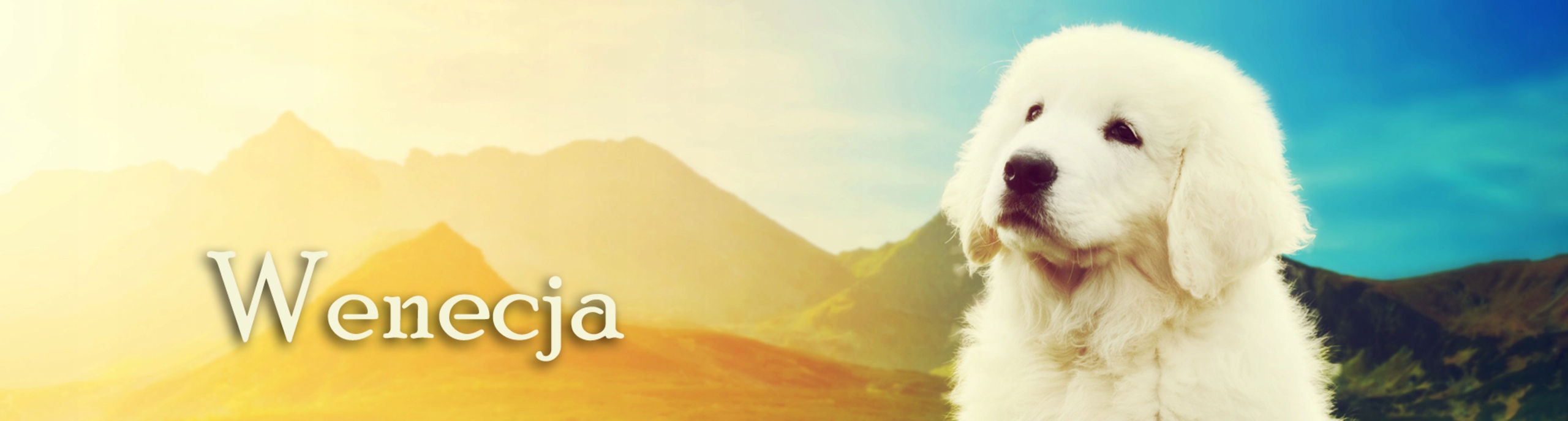 TORBA DUŻA A4 PIES 1 SZKOLNA POJEMNA TRWAŁA Wielkość duża (mieszcząca A4)