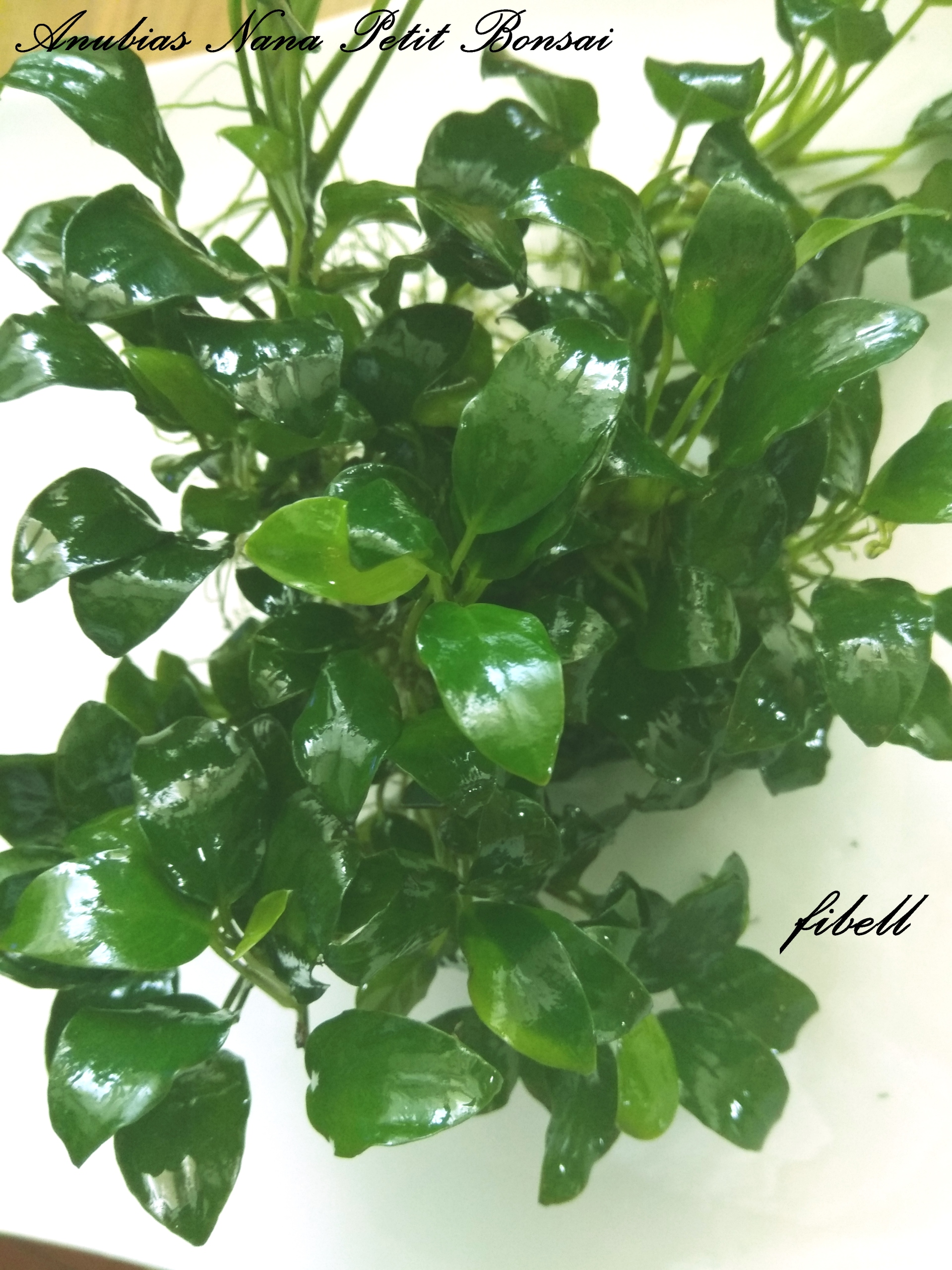 Anubias Nana Petit - Niska cena na Allegro.pl