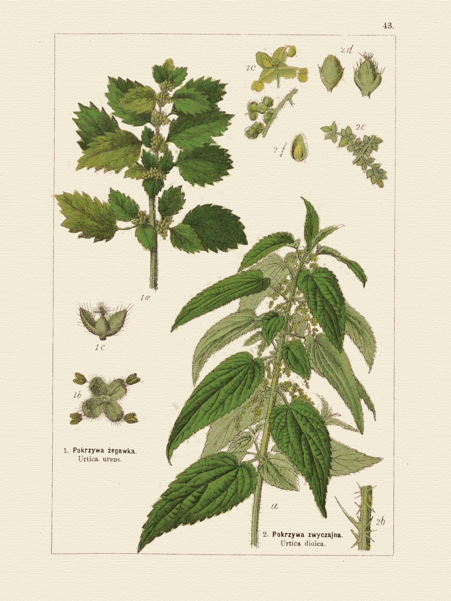 Urtica dioica гербарий