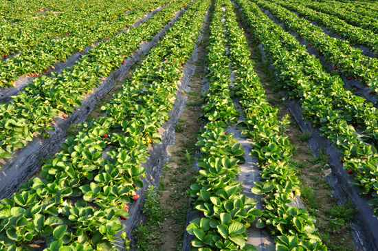 AGROTKANINA 90G 1,6X50 AGROWŁÓKNINA MATA CHWASTY Producent Erprof