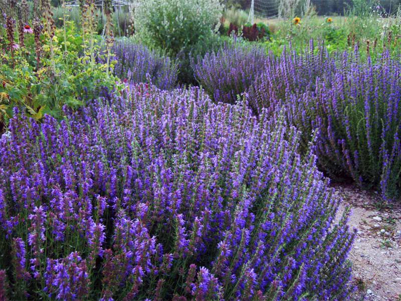 ZÁHRADNÝ YZOP (HYSSOPUSS OFFICINALIS) 200 SEMIEN