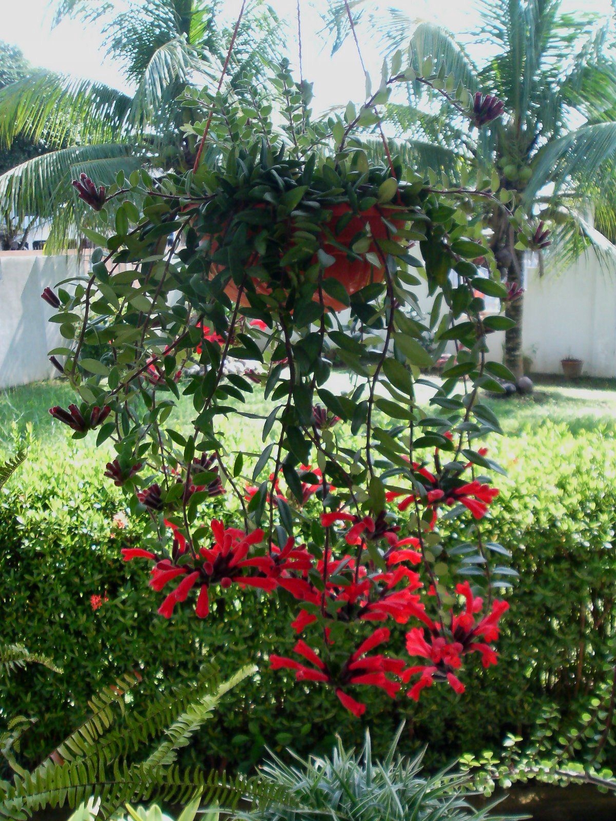 Aeschynanthus japhrolepis Lipstick Plant 7514318088