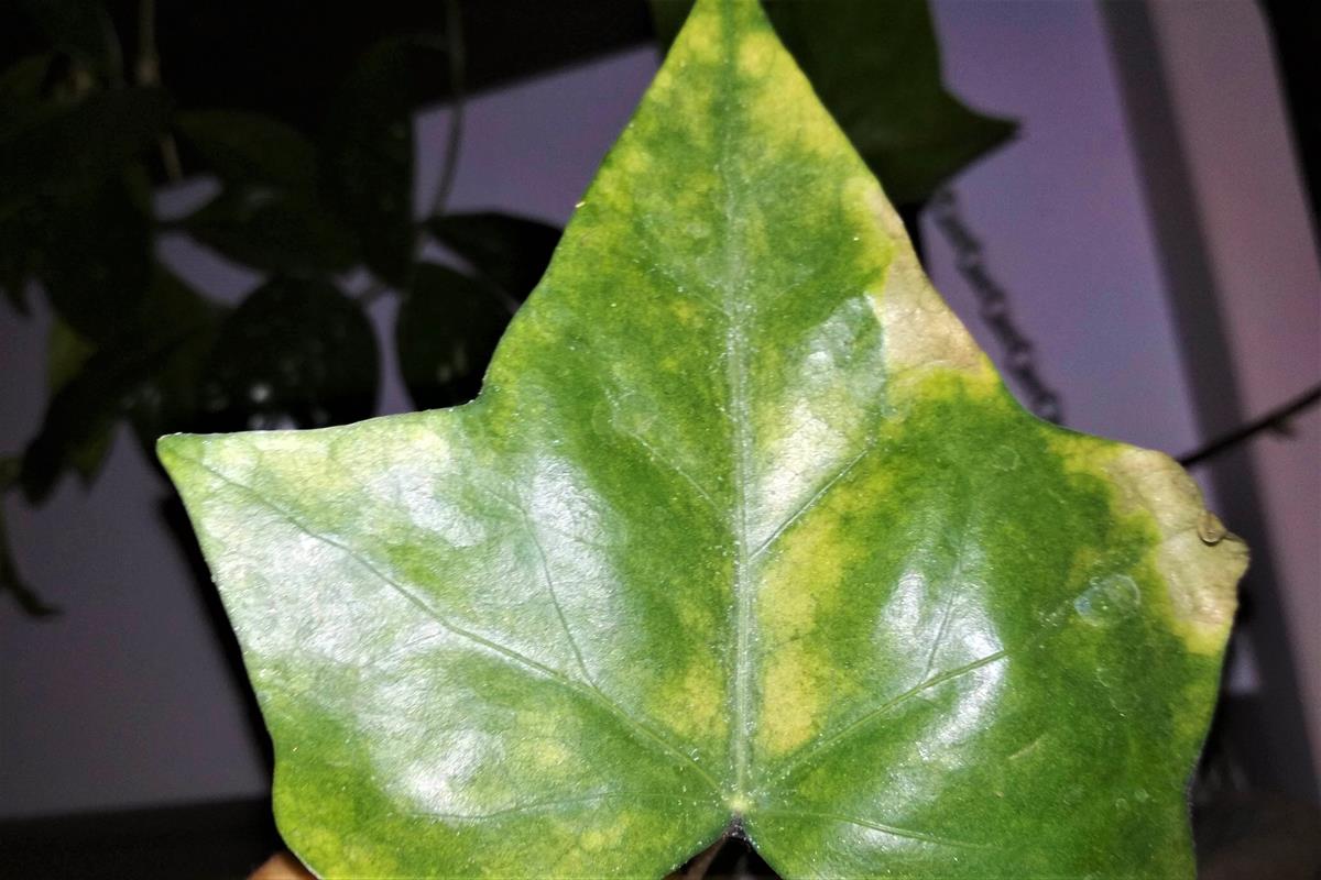 leaf blotch