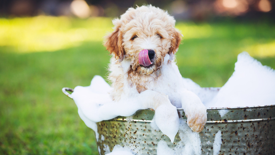 Czworonóg w kąpieli, czyli jak bezstresowo wykąpać psa?