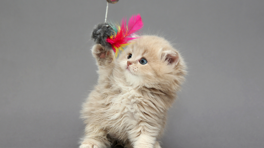 10 Zabawek Które Musi Wypróbować Twój Kot Allegropl