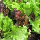 фото mini №4, Salatam mixture varieties-seed