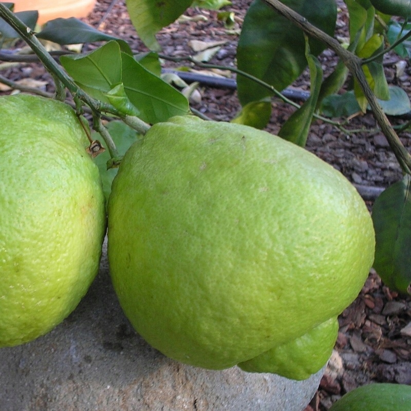 Cedro di Roma - cytryna mandarynka pomarańcza Lima