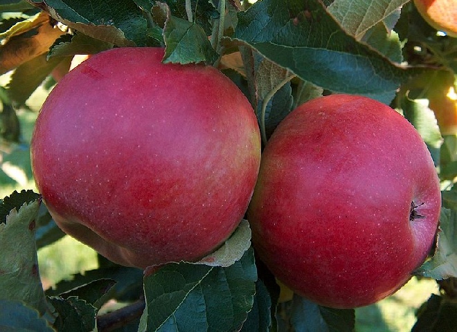 Jabłoń Cortland 2 letnie drzewko 140cm