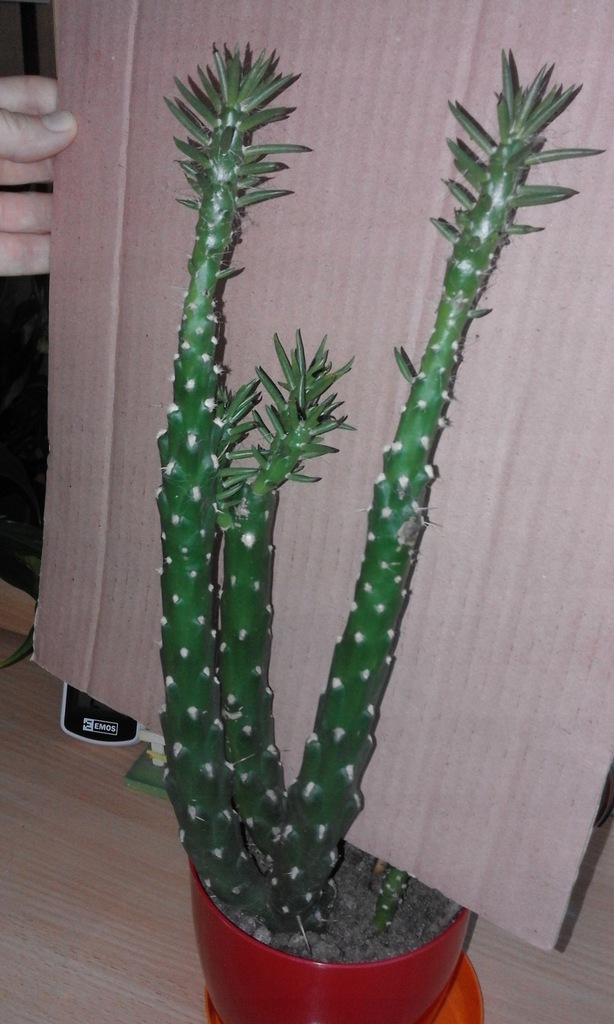 Opuncja cylindryczna, opuntia, cylindropuntia.