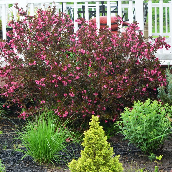 Krzewuszka (Weigela) Ruby Queen sadzonka
