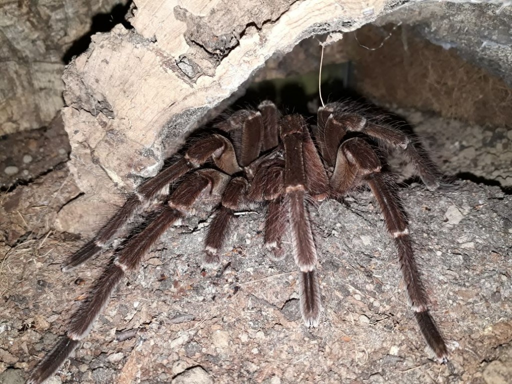theraphosa blondi samiec