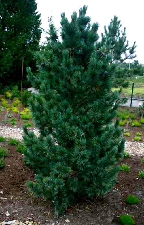Sosna limba Compacta Glauca szczep. C5 60-80cm