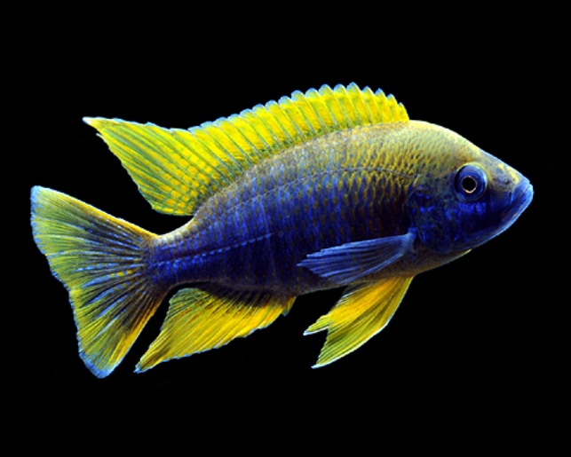 AULONOCARA MAMELELA - LEMON JAKE 3-5CM - 10 SZTUK