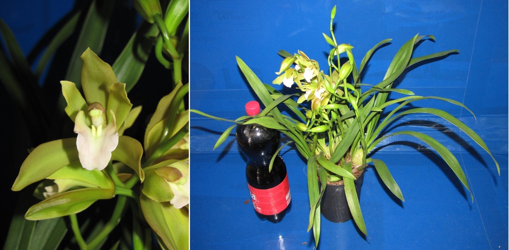 Cymbidium lowianum 5 pędów storczyk miniatura