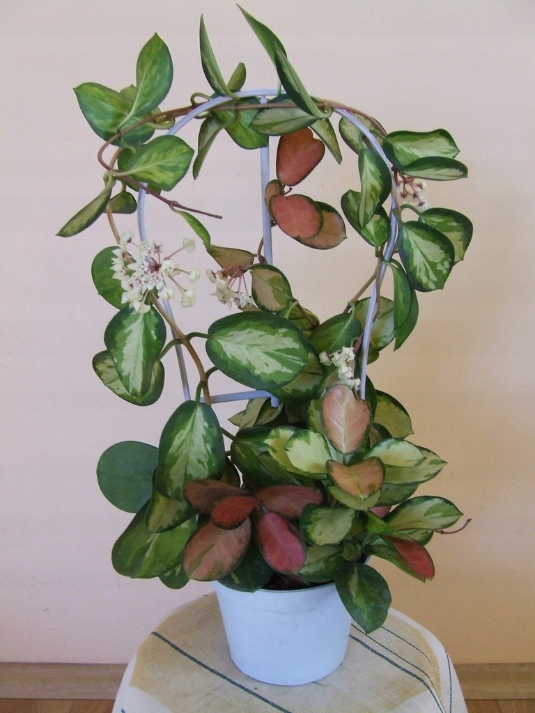 HOJA HOYA AUSTRALIS 'LISA' na kółku DUŻA KWITNĄCA!