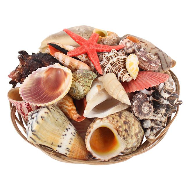 MUSZLE DEKORACYJNE MIX 350g ozdoba MUSZELKI zestaw