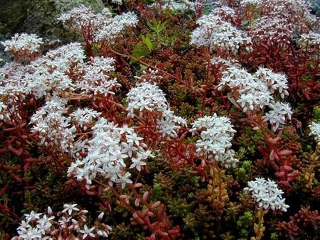 P9 ROZCHODNIK BIAŁY Sedum Album Murale