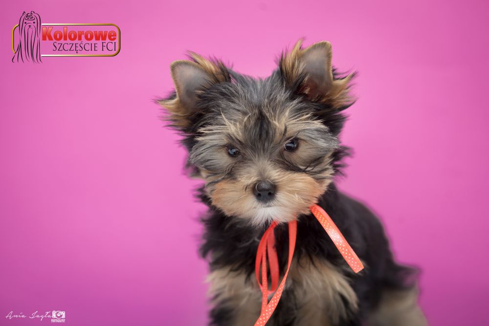 york, yorki po championie, z rodowodem ZKwP/FCI
