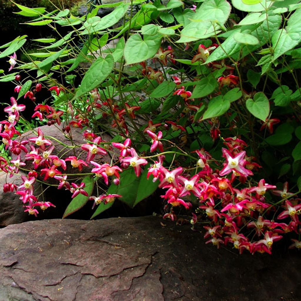 EPIMEDIUM RUBRUM Kwiat Elfów - czerwone XL
