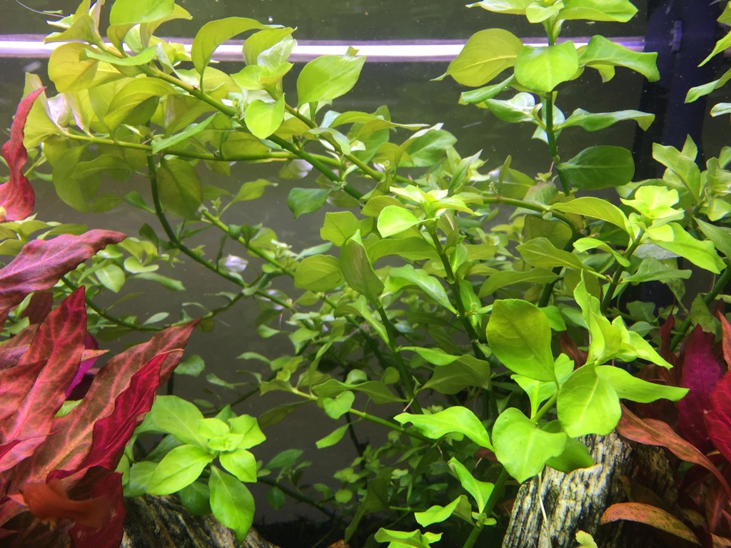 Koszyk Ludwigia zielona (ludwigia repens green)
