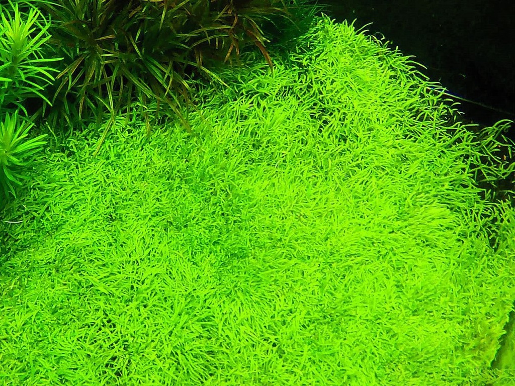 UTRICULARIA GRAMINIFOLIA
