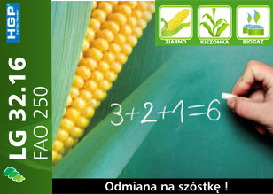 Nasiona kukurydzy LG 32.16 3216 FAO 250 Kukurydza