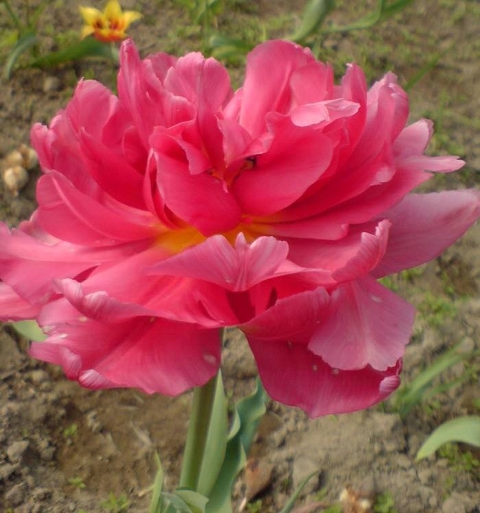 TULIPANY RÓŻOWE PEŁNE CHATO CEBULKI TULIPANÓW 5szt