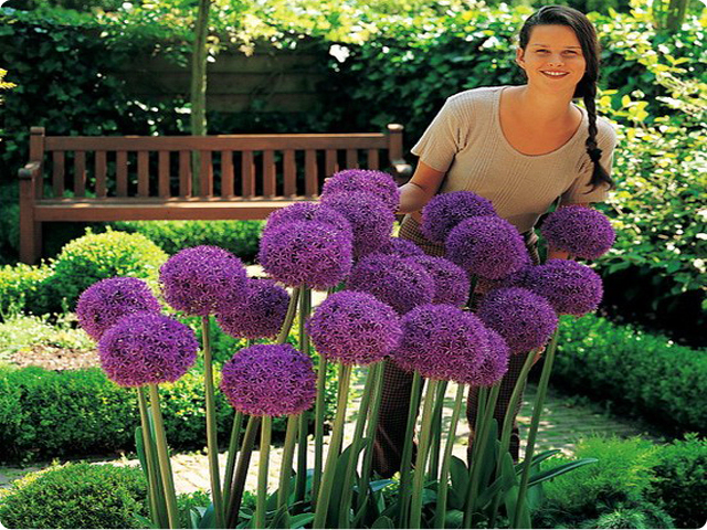 ALLIUM GIGANTEUM - CZOSNEK OLBRZYMI 1 SZT