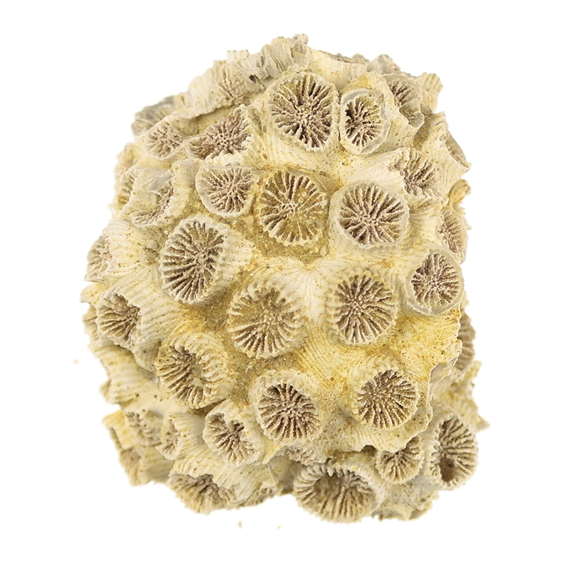 KORALOWIEC Tarbellastraea conoidea - MIOCEN- K1904
