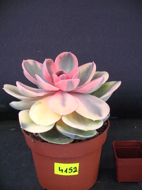 Kaktusy Echeveria rainbow nr4152 w don 11cm
